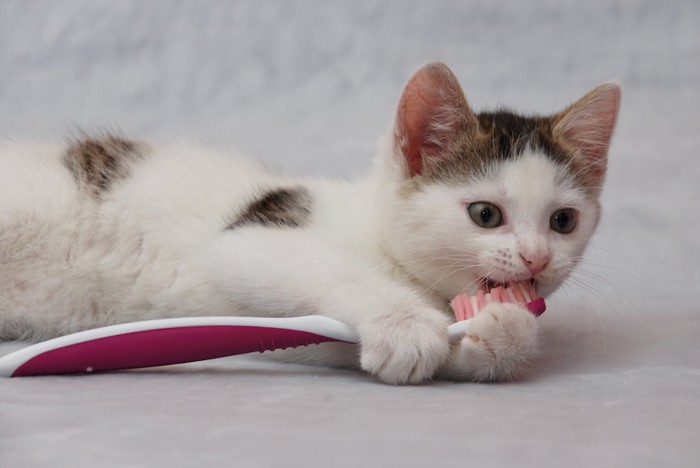 歯ブラシを抱えて舐める猫