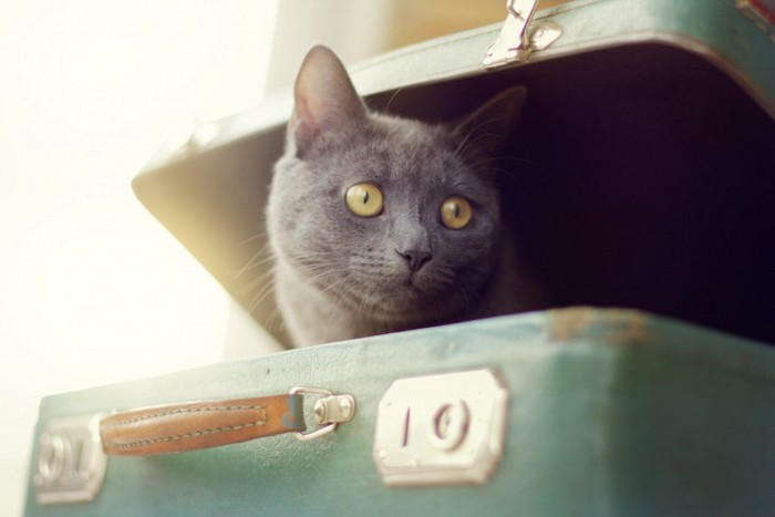 スーツケースの中から顔を出す猫