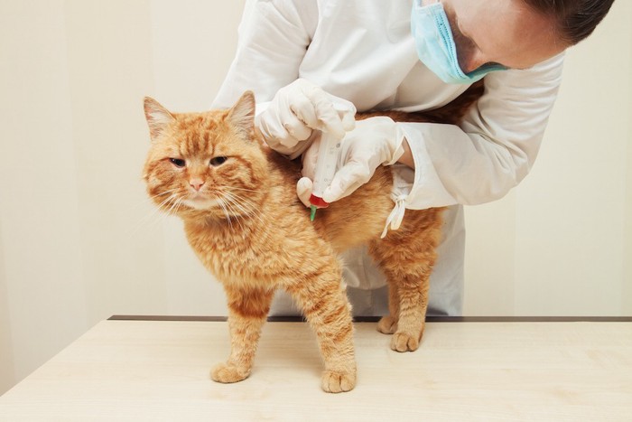 病院で血液検査をする猫