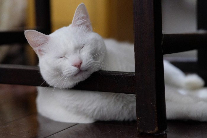 椅子の足に顔を置いて眠る白猫