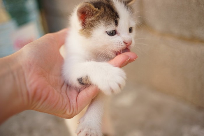 手を舐める子猫