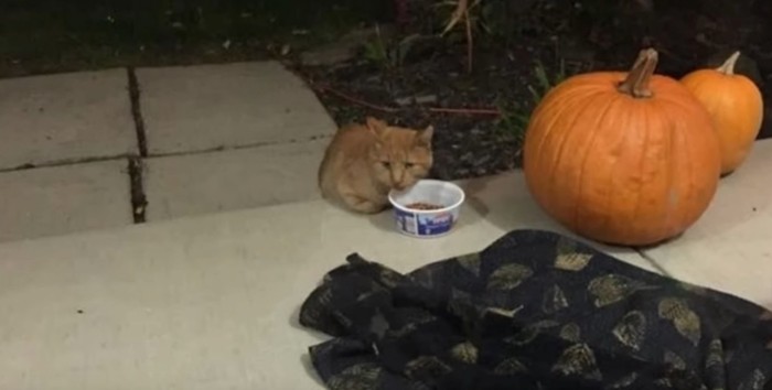 かぼちゃの近くに猫