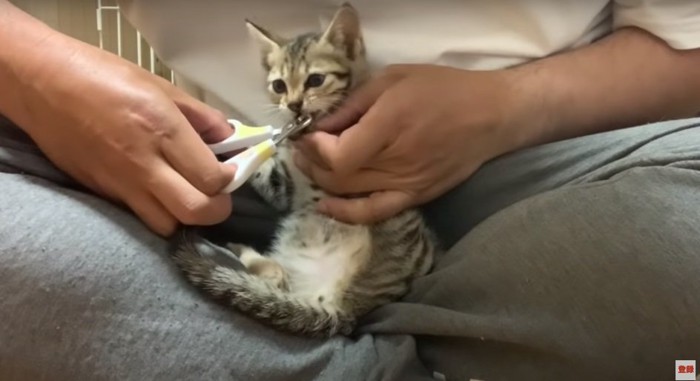 爪切りの刃先を噛む子猫