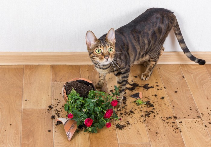 イタズラで植木鉢を割った猫