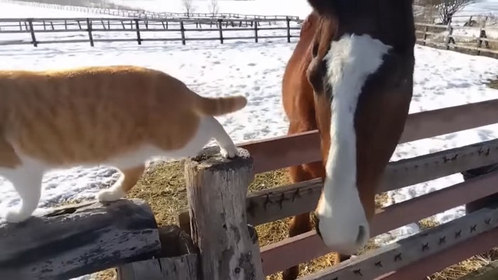顔を近づける猫と馬