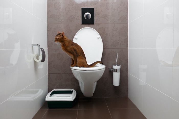 人間用の水洗トイレを使う猫