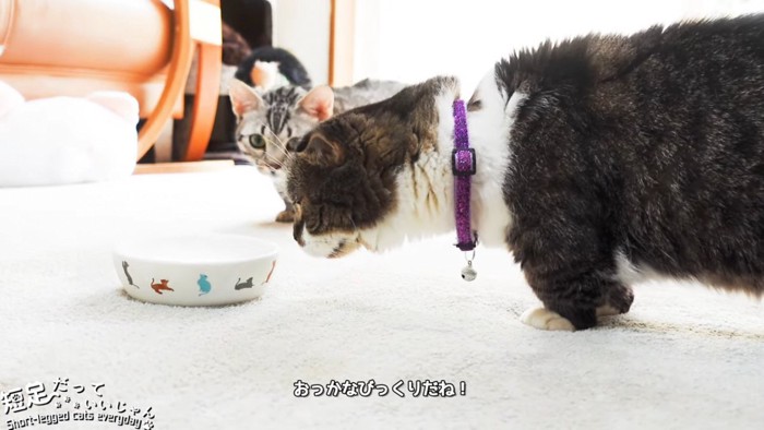 お皿に近づく2匹の猫