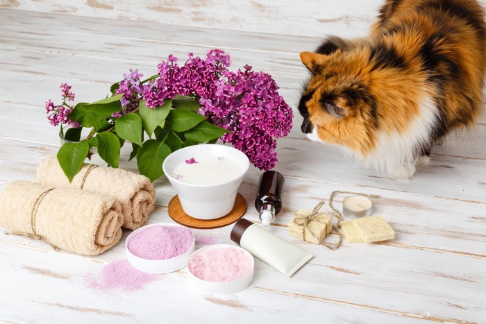 香料や花など香りのする物たちと猫