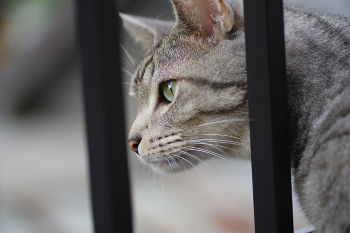 フェンス越しに外を見る猫