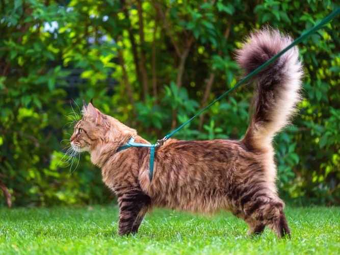 ハーネスをつけて散歩する長毛猫