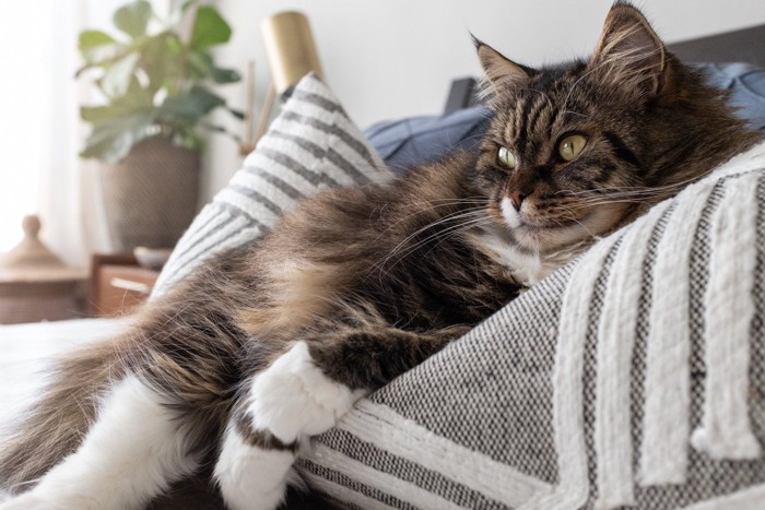 枕を独占する猫