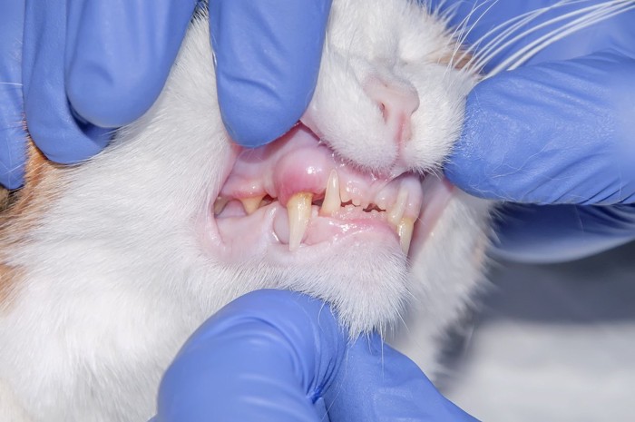 開けられた、歯茎の腫れている猫の口