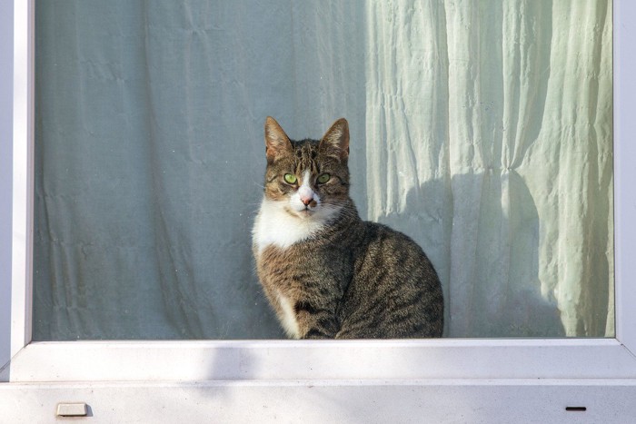 カーテンの裏で外を見つめる猫