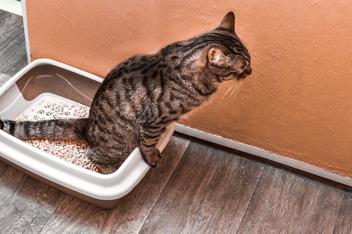 トイレの縁に足をかけて排泄する猫