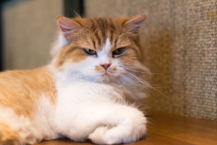 怒った表情をしている猫