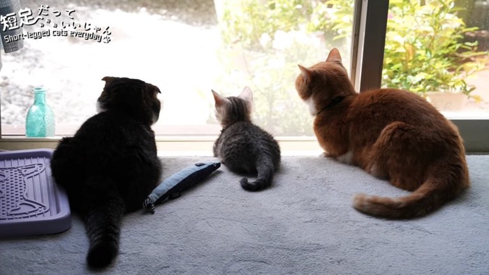 外を見る3匹の猫