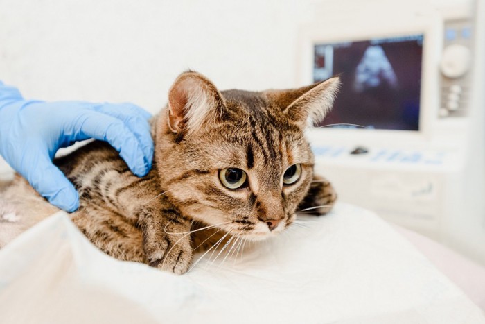 病院で検査中の猫