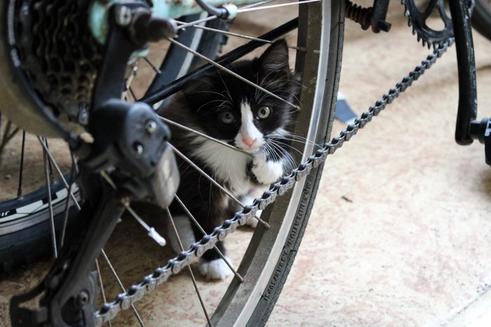 自転車のチェーンに隠れる猫