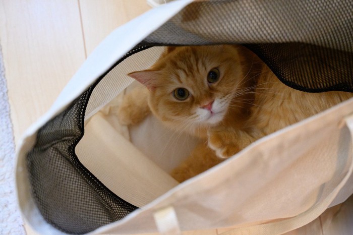 袋の中から見上げる猫