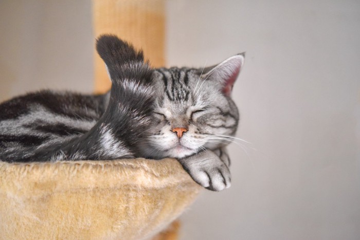キャットタワーのハンモックで寝る猫