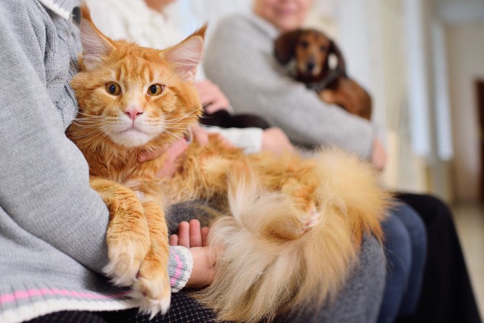 動物病院の待合室で飼い主に抱かれる猫