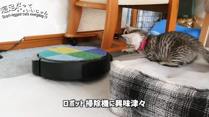ロボット掃除機を見るクッションに乗る子猫
