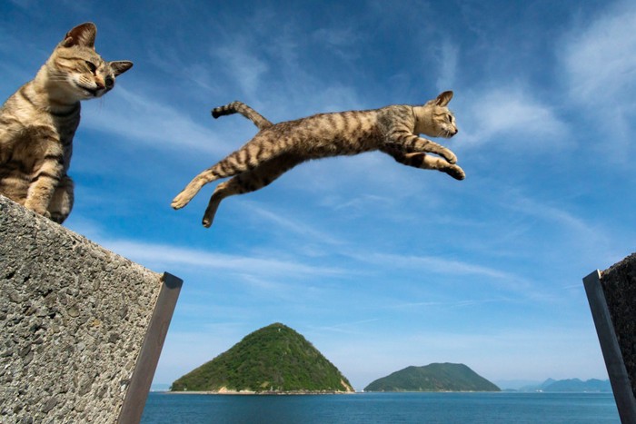 猫とジャンプ