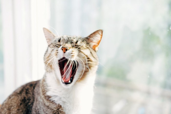 大きく口を開けてあくびしている猫