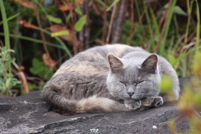 石の上で寝る灰色の猫