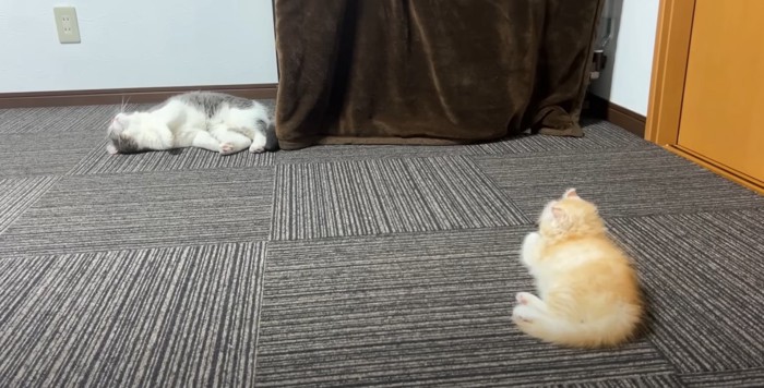 床に横になる猫達
