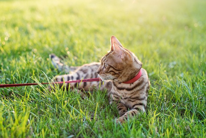草の上で休む猫