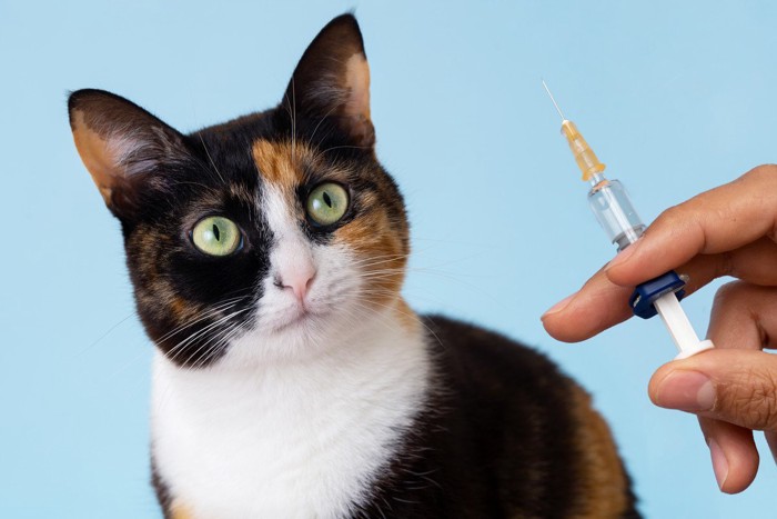 猫とワクチン注射