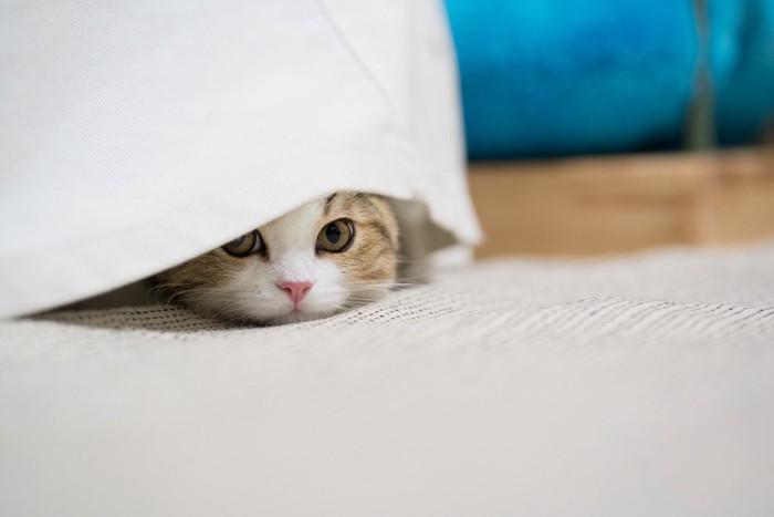 カーテン裏から見つめる猫