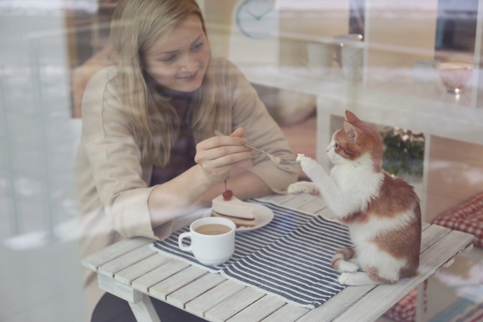 猫カフェでお茶をする女性と猫