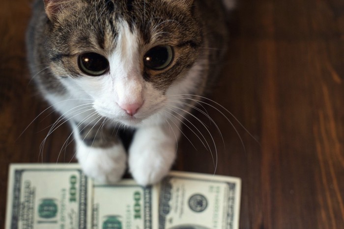 座る猫とお金