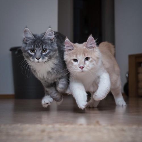 並んで走る2匹の猫