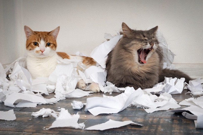 ぐちゃぐちゃな紙の中にいる二匹の猫