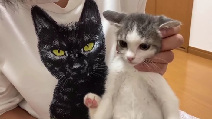 抱っこされるグレ白の子猫