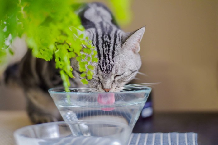 器で水を飲む猫