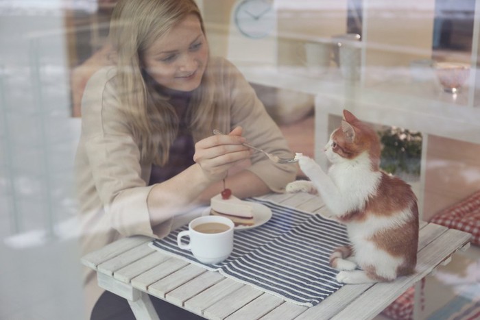 カフェでケーキを食べる女性とじゃれる子猫