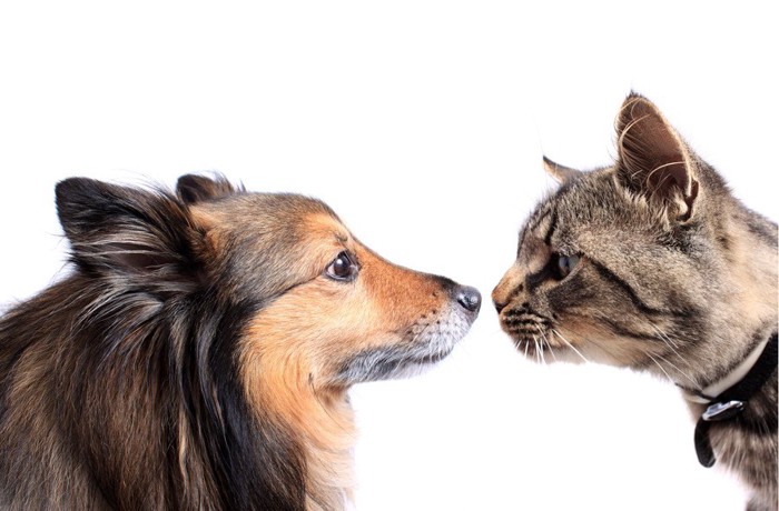 鼻を突き合わせる猫と犬