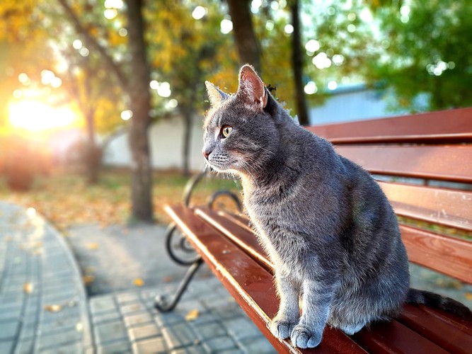 ベンチに座る猫