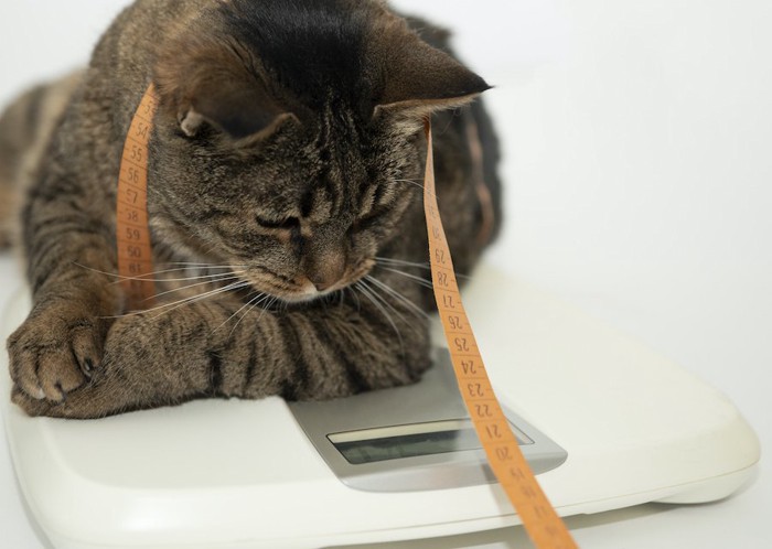 体重計に乗って数値を見つめる猫