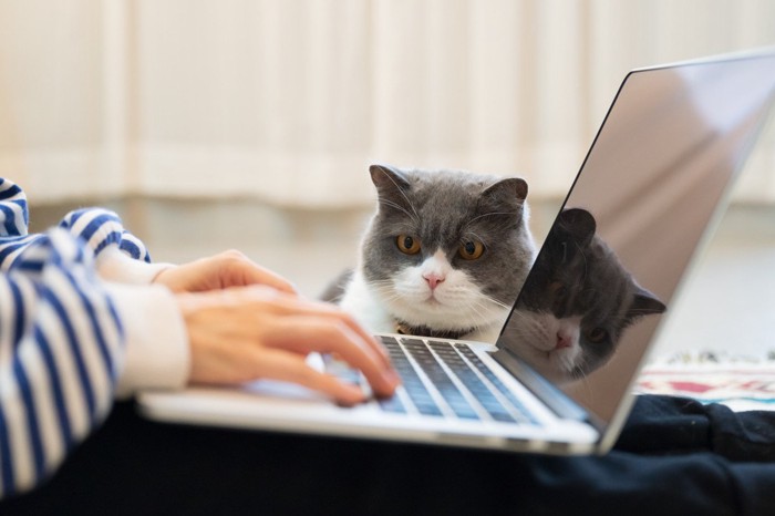 パソコン操作をする人の手を見る猫
