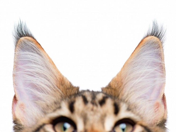 大きな猫の耳アップ