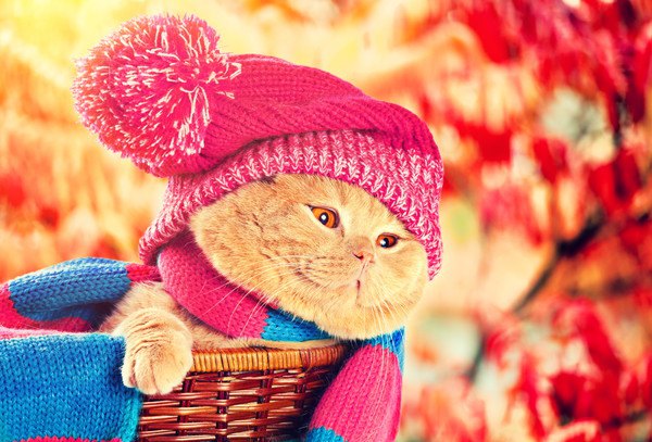 ニット帽をかぶる秋風の猫