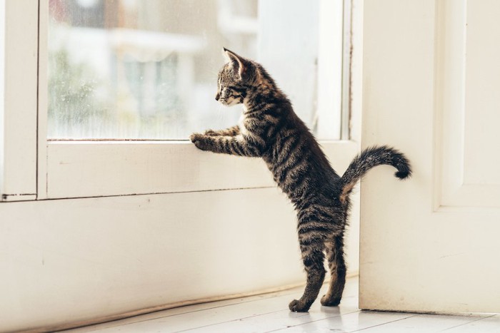 立ち上がって窓の外を見る子猫