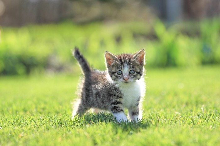 芝生の上からこちらを見つめる子猫