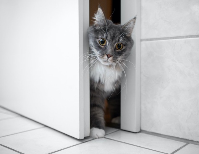 ドアを通る猫