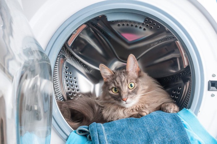 洗濯機の乾いたデニムにのる猫